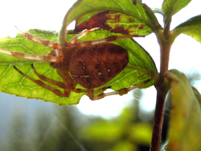 Araneus diadematus